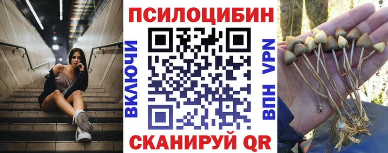 Галлюциногенные грибы Psilocybe  Купить закладки  Новосиль 